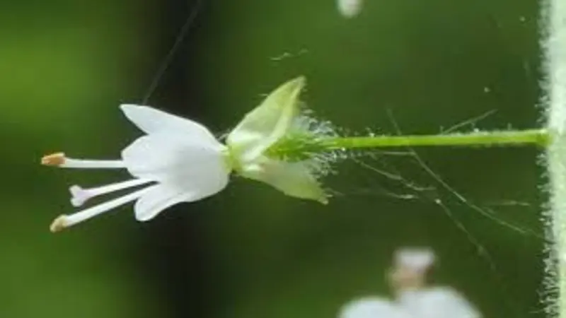 Close-up of white Enchanter's Nightshade flowers with pink-tinged buds.