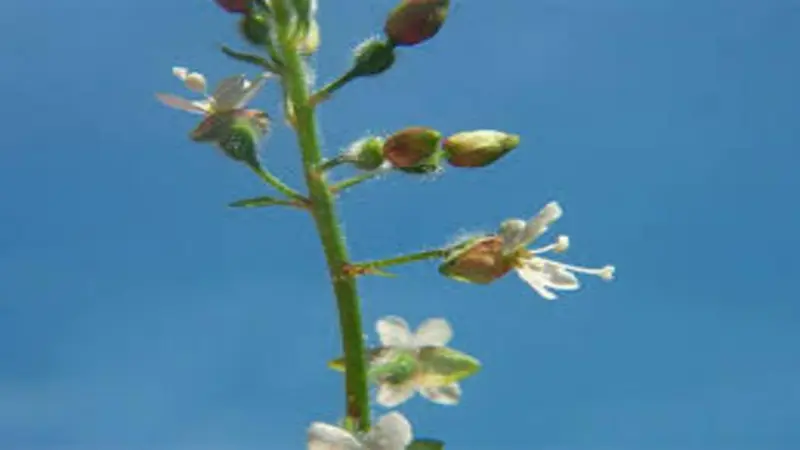 Enchanter's Nightshade flowers growing against a dark blurred forest background.