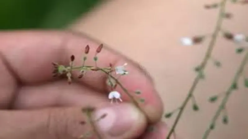 Close-up of Enchanter's Nightshade flowers and buds with soft pink coloring.