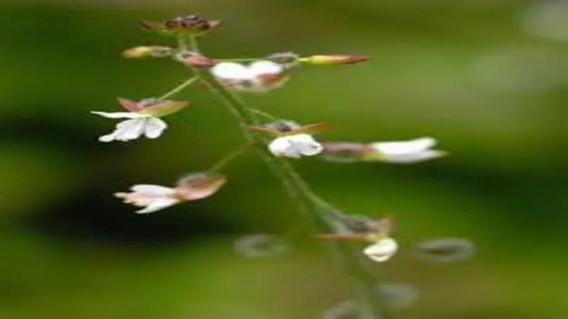 Macro photo of a white Enchanter's Nightshade flower with purple-tipped stamens.