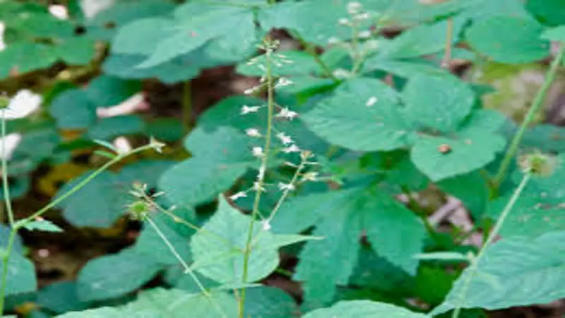 Side view of an Enchanter's Nightshade flower with bristly buds and visible stamens.
