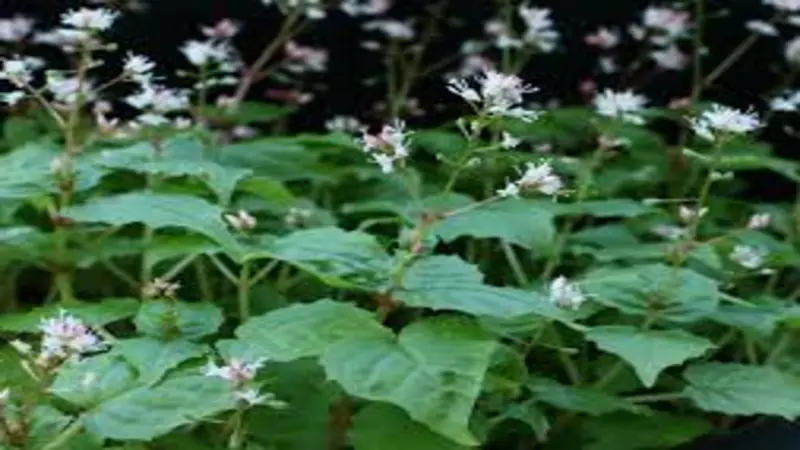 Multiple Enchanter's Nightshade flowers on a hairy stem with fine cobweb-like strands.