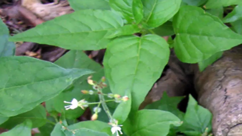 Enchanter's Nightshade flower stem with white blooms and bristly seed capsules.