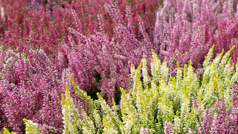 Field of pink, magenta, and creamy white Heather flowers blooming across a natural landscape.