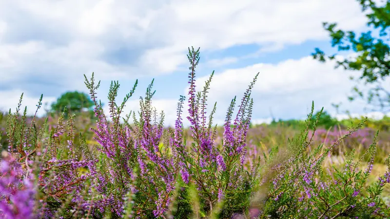 Purple wild Heather flowers growing in a field under a bright blue sky with clouds.