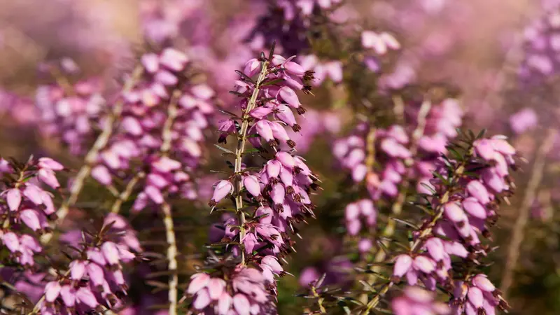 Bell-shaped lavender-pink Heather flowers with a soft bokeh background.