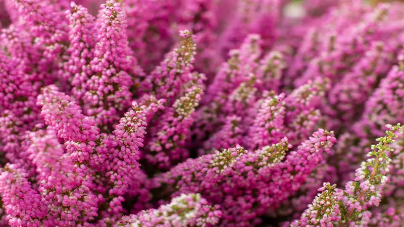 Dense cluster of bright pink Heather flowers spikes in close-up.