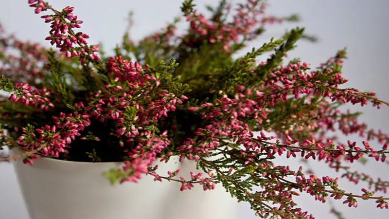 White pot filled with pink Heather flowers and trailing green foliage.