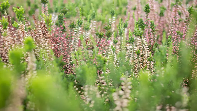 Wooden bench displaying multiple potted Heather flowers outdoors.