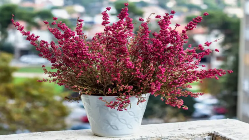 Pink Heather flower plant in a gray pot isolated on a white background.