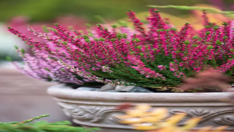 Purple Erica (Heather) flowers growing among dark green conifer needles.
