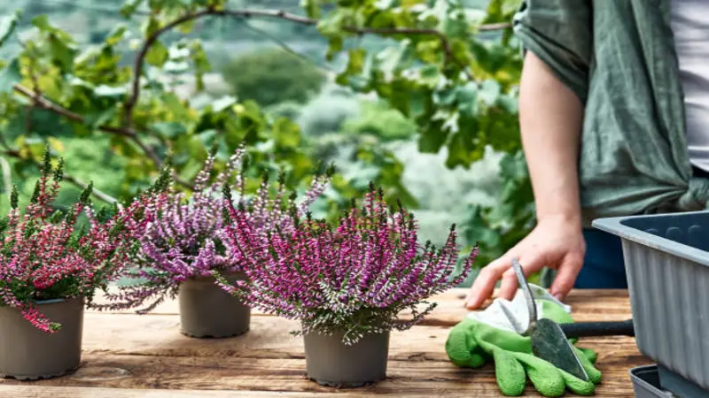 Pink Erica (Heather) flowers arranged on a metal display rack with countryside scenery.