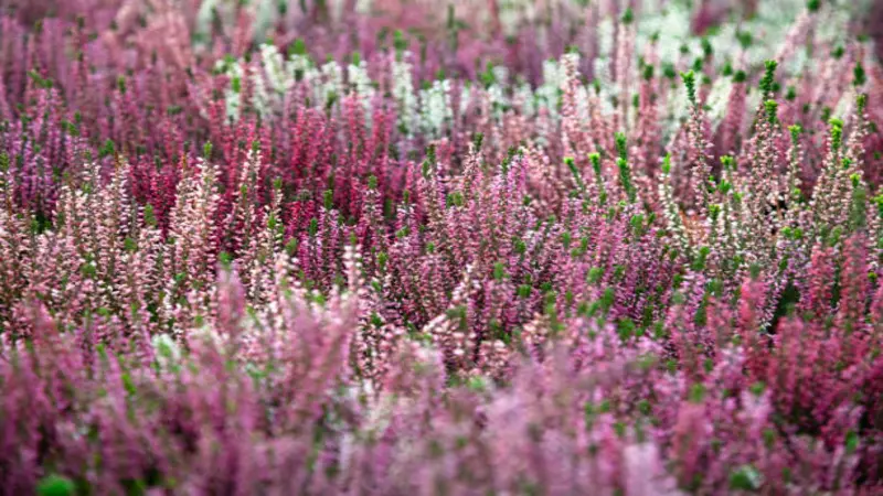 Wide field of mixed pink and white Erica (Heather) flowers in full bloom.