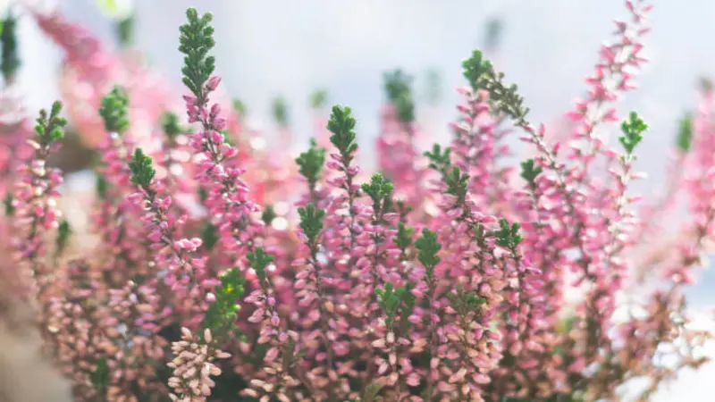 Person planting colorful Erica (Heather)r flowers into a metal garden trough.