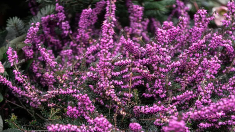Bright magenta Erica (Heather) flowers spilling from a stone-edged planter.