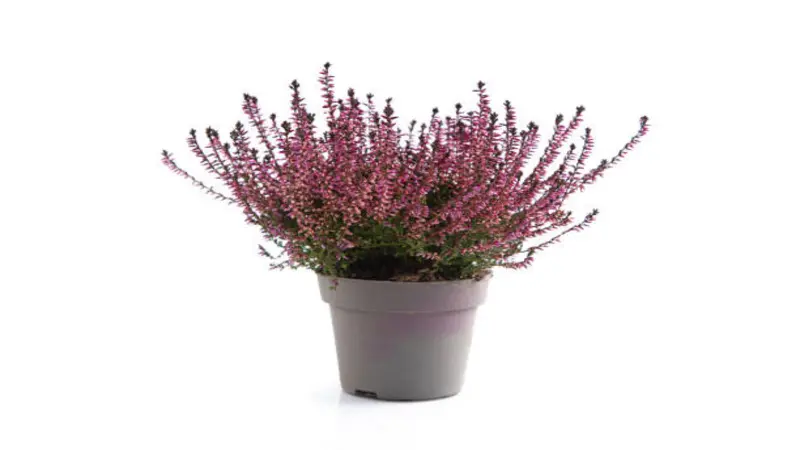 Bright magenta Erica (Heather) flower stems arranged in a white textured vase.