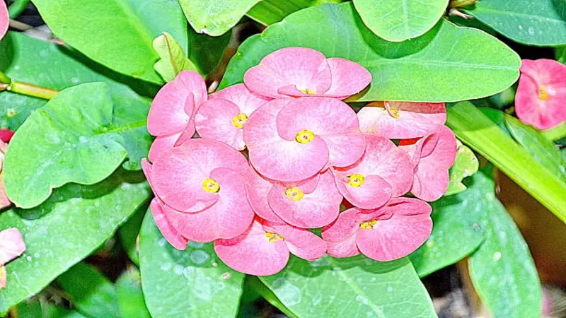 Bunch of pink Euphorbia flowers with yellow centers among green leaves.