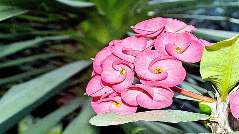 Pink Euphorbia flowers with overlapping curved petals and yellow centers.