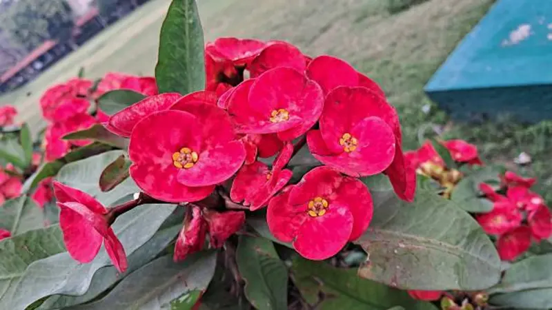 Cluster of red Euphorbia flowers with yellow centers on a green bush.