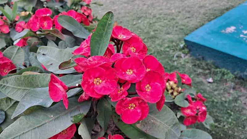 Red Euphorbia flowers growing along a leafy branch in a garden.