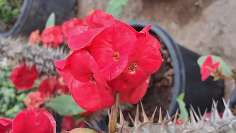 Red Euphorbia flower cluster with thorny stems and potted plants nearby.