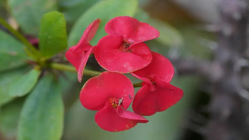 Close-up of deep red Euphorbia flowers with curved petals.