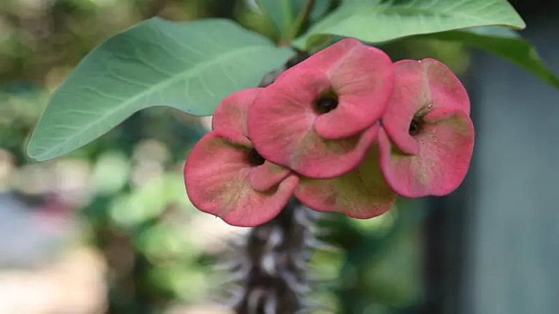 Pink Euphorbia flowers with dark centers beneath green leaves.