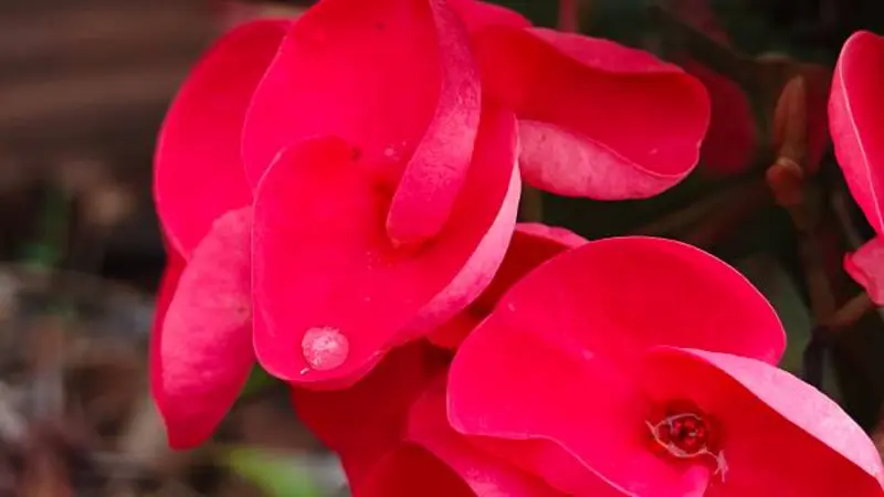 Macro view of vivid pink-red Euphorbia flowers with overlapping petals.