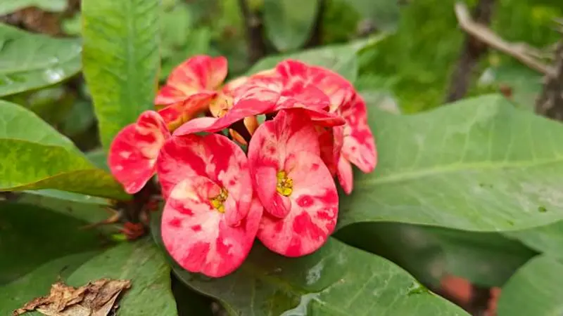 Pink and white speckled Euphorbia flowers growing among green leaves.