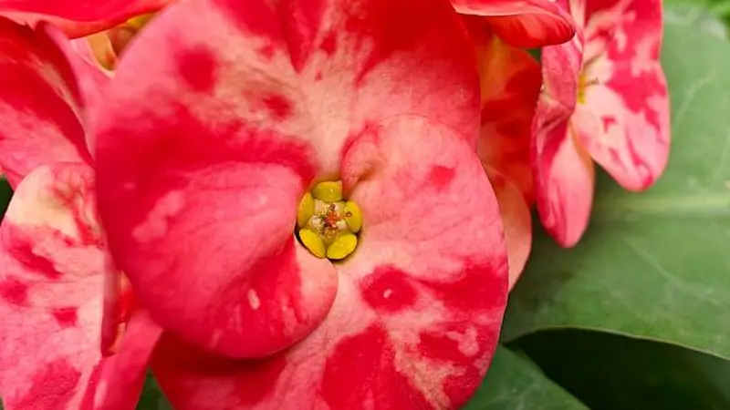 Extreme close-up of a pink marbled Euphorbia flower with yellow stamens.