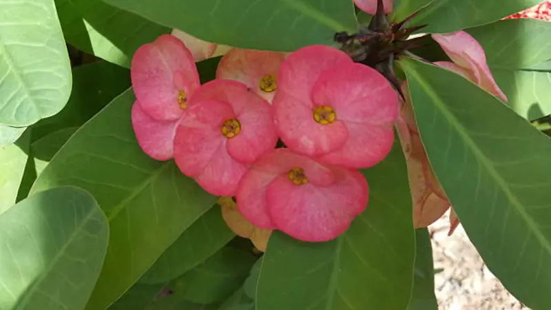 Cluster of pink Euphorbia flowers framed by large green leaves.