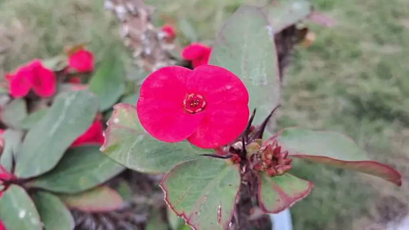 Bright magenta Euphorbia flower with reddish leaves in an outdoor setting.