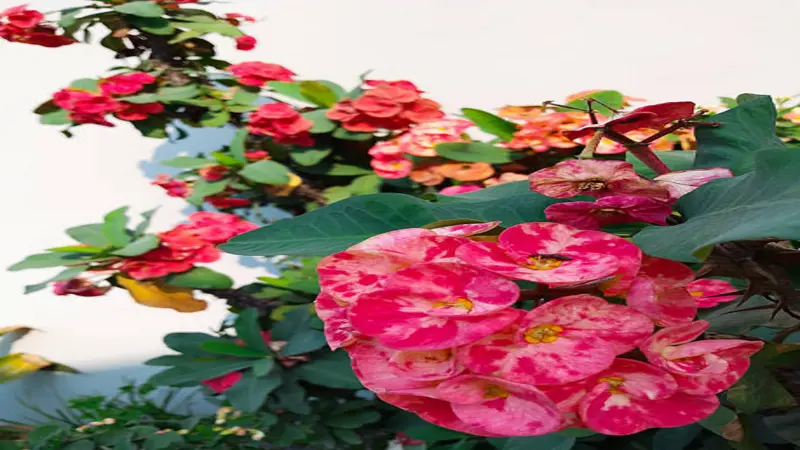Pink, red, and orange Euphorbia flowers blooming on an outdoor trellis.