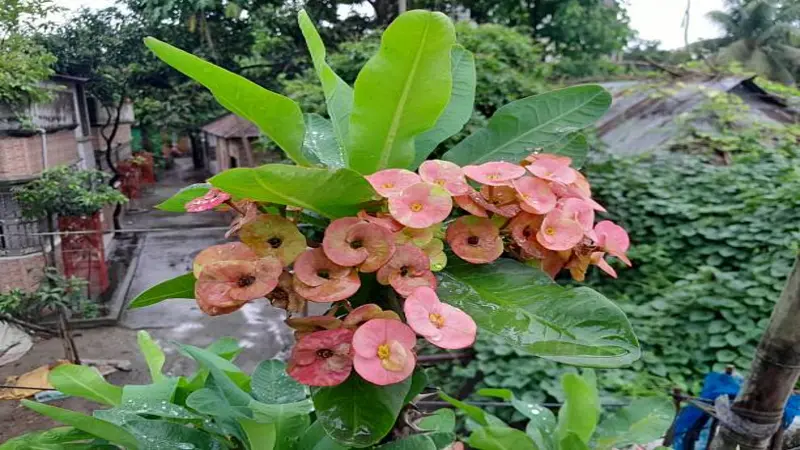 Cluster of pink Euphorbia flowers with green leaves in a city garden.