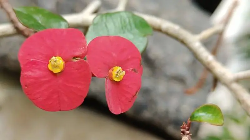 Pair of red Euphorbia flowers with yellow centers on a bare branch.