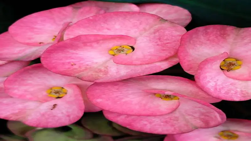 Close-up of pink Euphorbia flower petals with golden-yellow stamens.