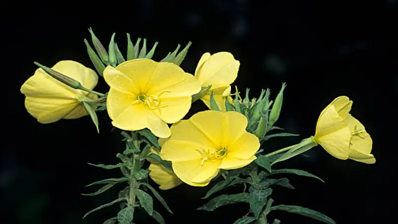 Multiple yellow Evening Primrose flowers and buds against a black background.