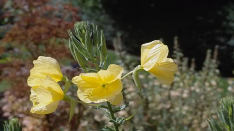 Three yellow Evening Primrose flowers blooming together with autumn foliage.