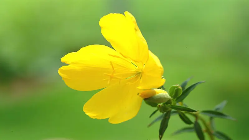 Single yellow Evening Primrose flower with a soft green blurred background.