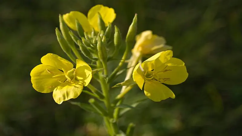 Cluster of yellow Evening Primrose flowers growing along a leafy green stem.
