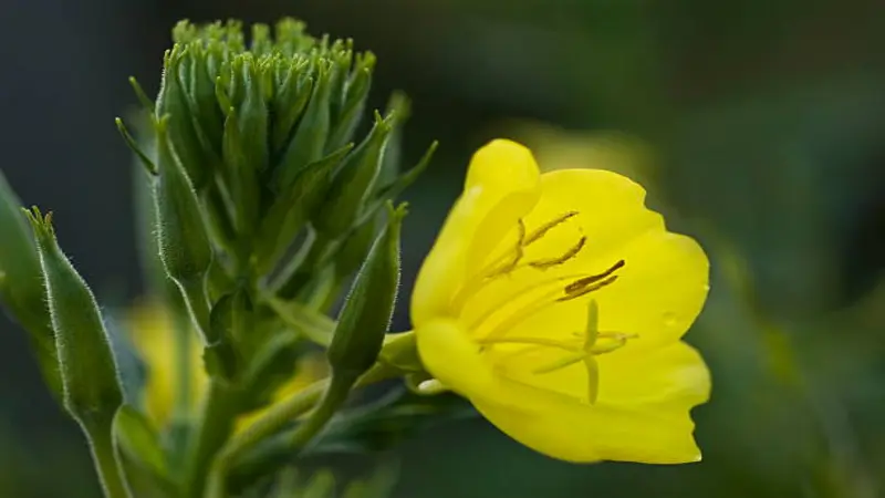 Yellow Evening Primrose flower beside a tall green budding stem.