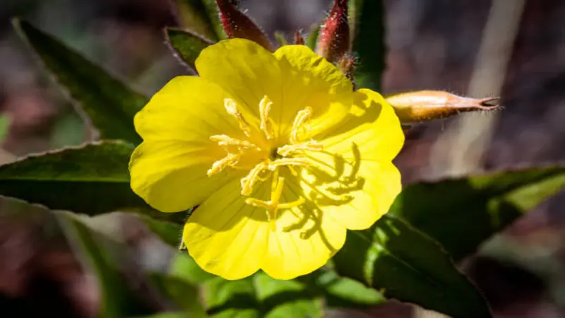 Yellow Evening Primrose flower with sunlit shadow patterns across petals.