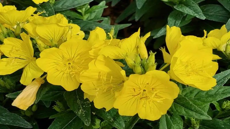 Dense cluster of yellow Evening Primrose flowers surrounded by green foliage.