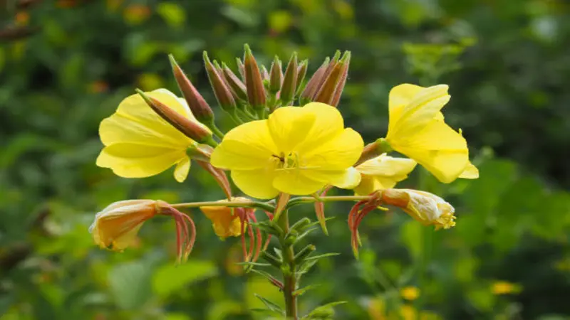 Evening Primrose flower plant showing open blooms and unopened reddish buds.