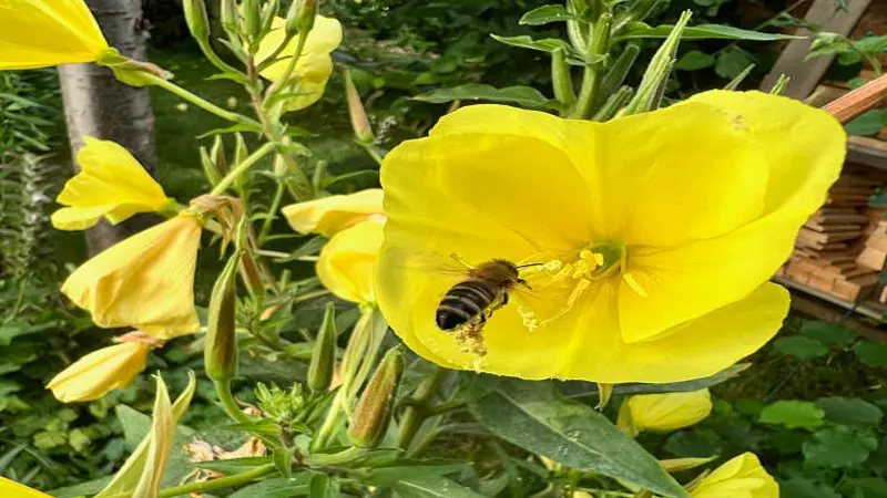 Bee collecting pollen from a yellow Evening Primrose flower in a garden.