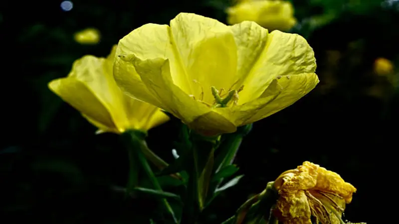 Large yellow Evening Primrose flower glowing against a near-black background.