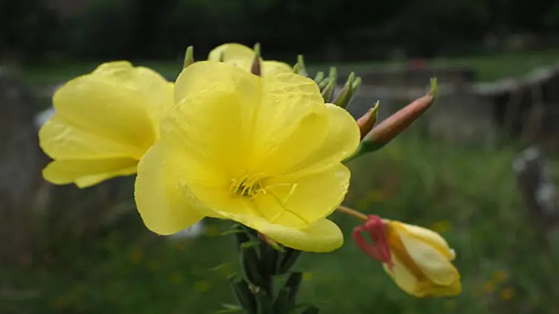 Cluster of yellow Evening Primrose flowers beside a pink-tinged unopened bud.