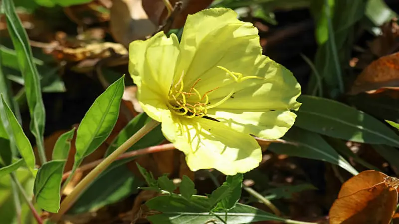 Pale yellow Evening Primrose flower with long stamens among green leaves.