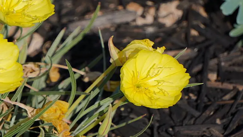 Yellow Evening Primrose flowers growing among grass and dark mulch in a garden bed.