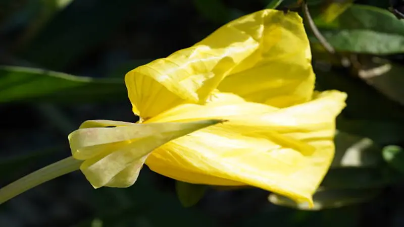 Yellow Evening Primrose flower with petals beginning to fold against a dark background.